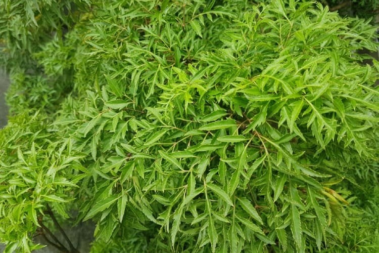 Loại cây nhan nhản ở Việt Nam được ví như liều thuốc bổ, nhưng nhiều người không biết- Ảnh 1.
