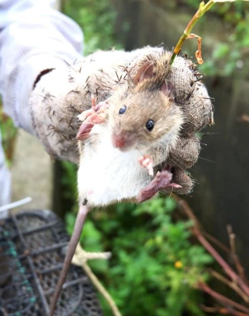 Nơi chuột đồng là đặc sản ở Hà Nội: Thợ săn lùng sục giữa đêm cố đạt KPI bắt 30kg, bỏ túi tiền triệu- Ảnh 1.