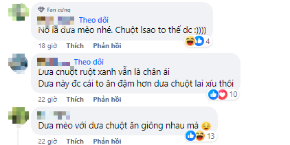 Mua dưa mèo đang hot về ăn thử thì hoang mang vì giống hệt... dưa chuột, rốt cuộc đây là giống dưa gì?- Ảnh 3.