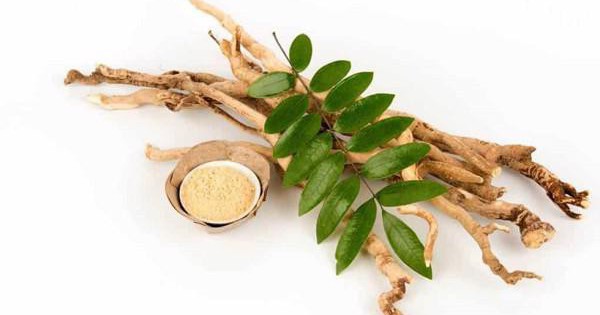 Việt Nam có 1 loại cây phơi khô là “dược liệu vàng” giúp hạ đường huyết, bổ gan, đào thải acid uric hiệu quả- Ảnh 2.