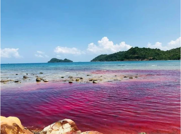 Thủy triều đỏ lần đầu xuất hiện ở biển Phú Quốc, hiện tượng này gây ra tác hại nghiêm trọng nào?- Ảnh 1.