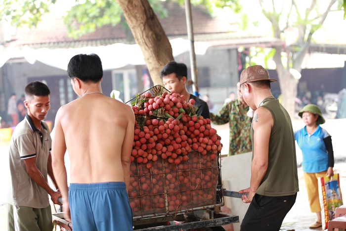 Sự thật về giá vải ở Lục Ngạn cao kỷ lục, có thời điểm lên đến 96.000 đồng/kg- Ảnh 3.