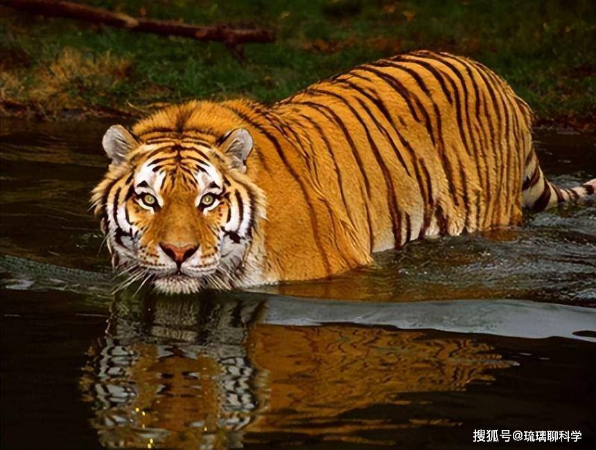 Vì sao Trung Quốc lại quyết định thả 5 con hổ Hoa Nam vào đồng cỏ châu Phi?- Ảnh 4.