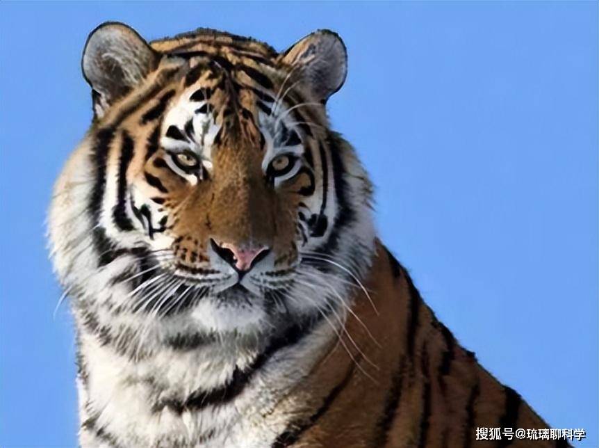 Vì sao Trung Quốc lại quyết định thả 5 con hổ Hoa Nam vào đồng cỏ châu Phi?- Ảnh 3.