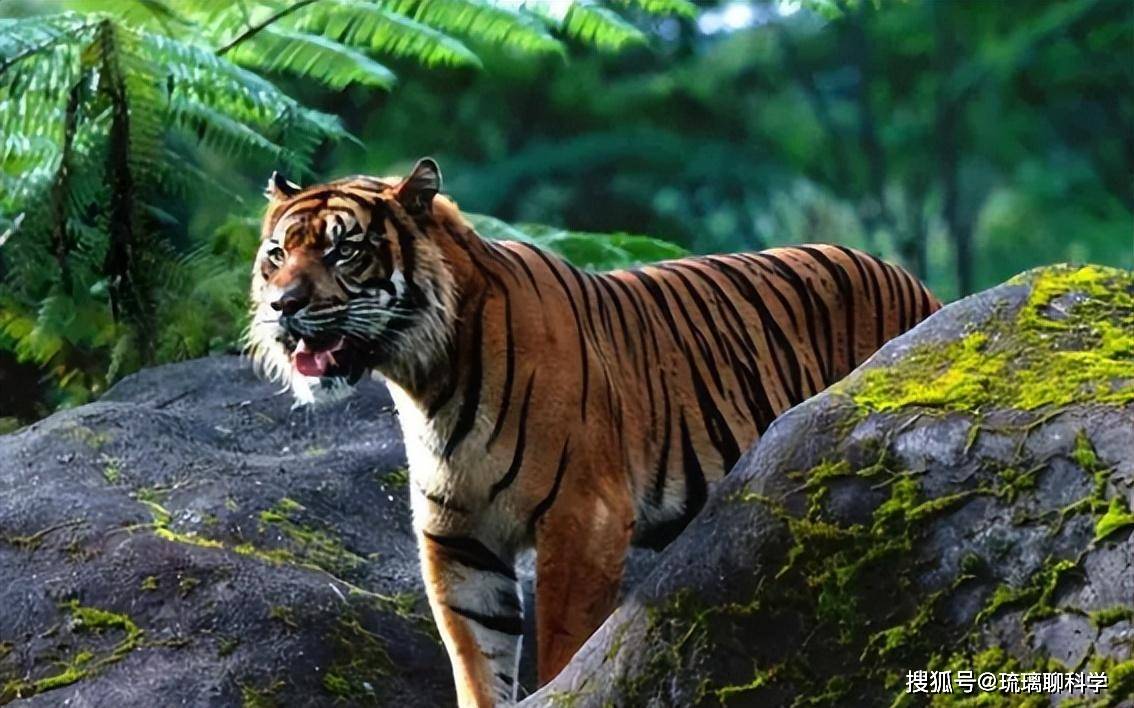 Vì sao Trung Quốc lại quyết định thả 5 con hổ Hoa Nam vào đồng cỏ châu Phi?- Ảnh 2.