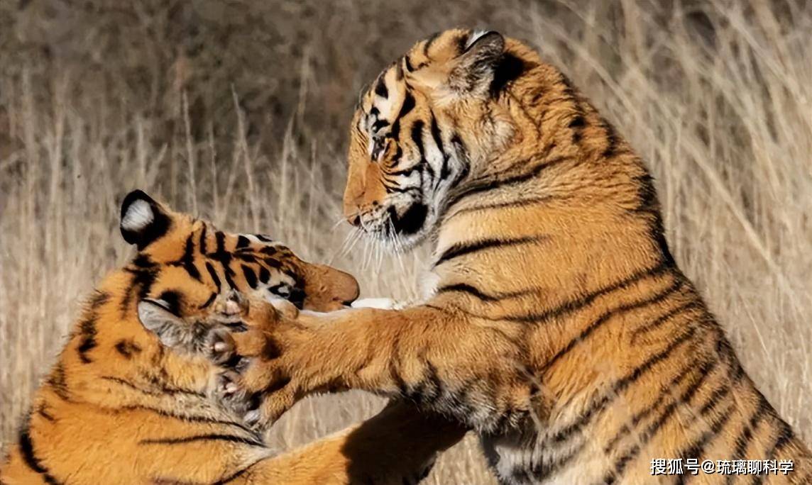 Vì sao Trung Quốc lại quyết định thả 5 con hổ Hoa Nam vào đồng cỏ châu Phi?- Ảnh 1.