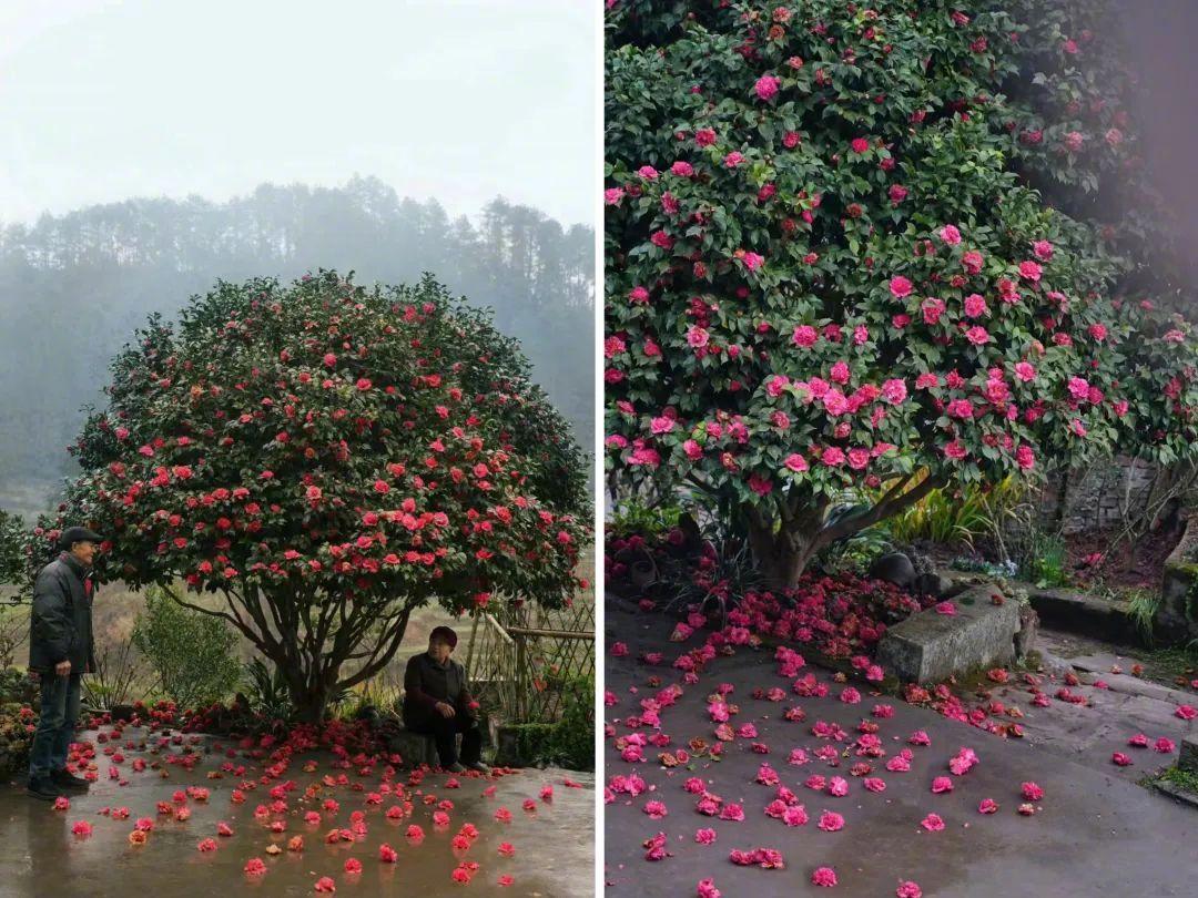 Ông nội xây cả một không gian chữa lành "to đùng" ở quê cho cả nhà: Chốn đi về bình yên ai cũng ao ước- Ảnh 7.