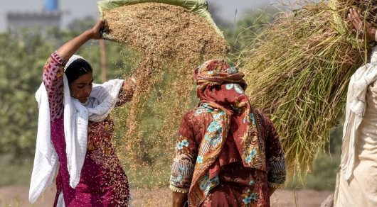 Ấn Độ cấm xuất khẩu, một quốc gia có diện tích gấp 2 lần Việt Nam bất ngờ trở thành 'thủ phủ' gạo mới của thế giới, cung cấp hơn 5 triệu tấn ra thị trường toàn cầu- Ảnh 1.