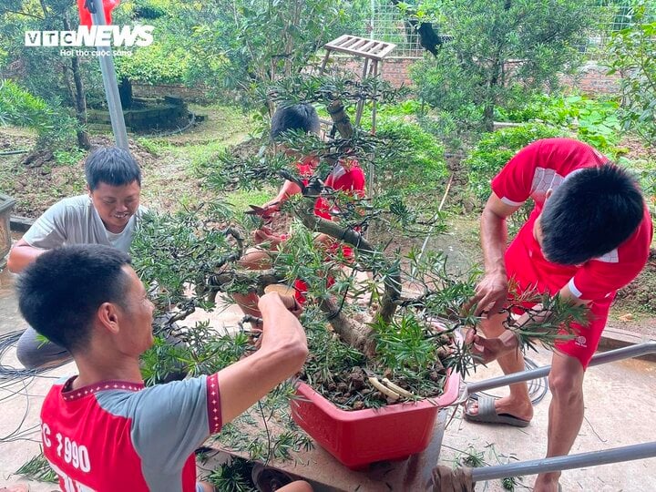 Nghề kiếm tiền triệu mỗi ngày tại làng cây cảnh- Ảnh 3.