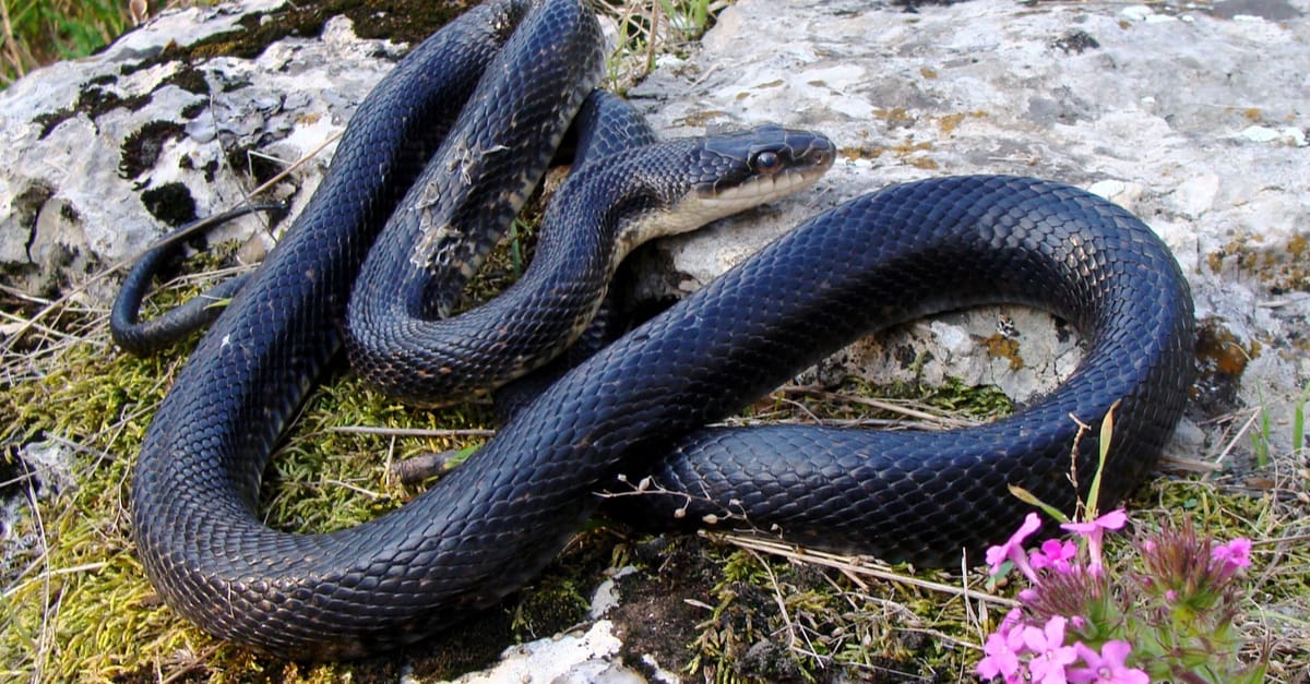 Loài rắn nào sở hữu tốc độ nhanh nhất hành tinh? Hé lộ 8 'kẻ săn mồi trong bóng tối'- Ảnh 7.