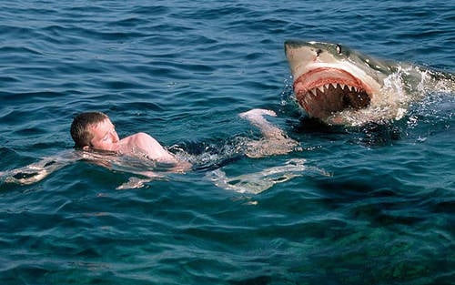 Cá mập là "hung thần" biển cả, vì sao cứ thấy cá heo là tránh né?- Ảnh 2.