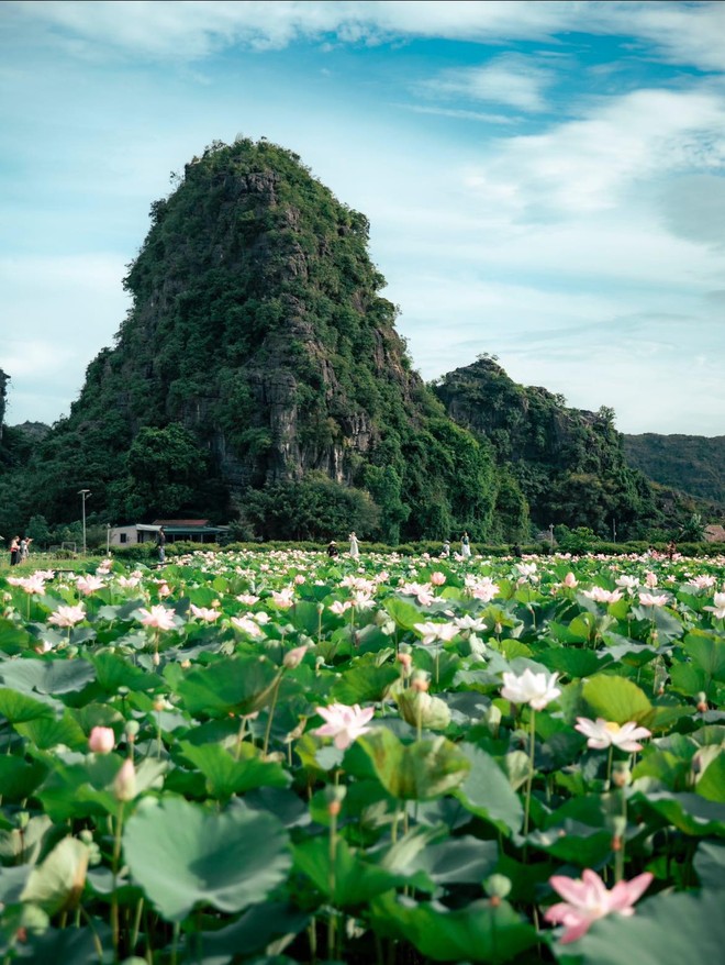 Mùa sen Ninh Bình bắt đầu nở rộ rồi, thời điểm đẹp nhất để "săn ảnh" hoa sen đây chứ đâu!- Ảnh 6.