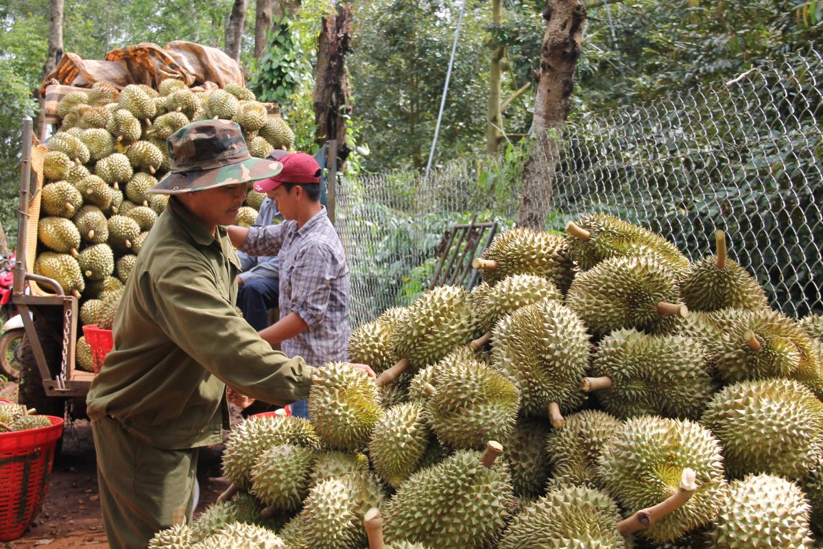 Đặc sản Việt Nam được Trung Quốc chi gần nửa tỷ USD lùng mua, địa phương nào đang nắm "kho báu" lớn nhất?- Ảnh 1.