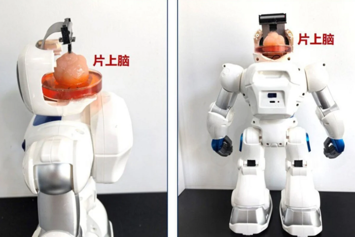 Trung Quốc tạo ra robot có não làm từ tế bào gốc con người- Ảnh 1.