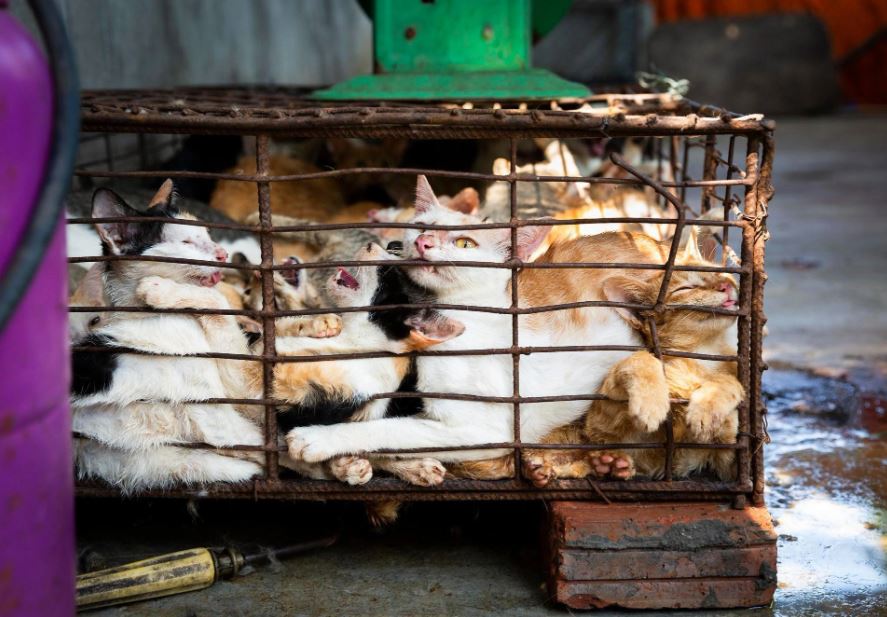 Đến thủ đô “tiểu hổ” phía Bắc, mỗi ngày có hàng nghìn con mèo trên mâm: Bữa cơm không có thịt mèo thì không sang trọng lắm - Hình 7