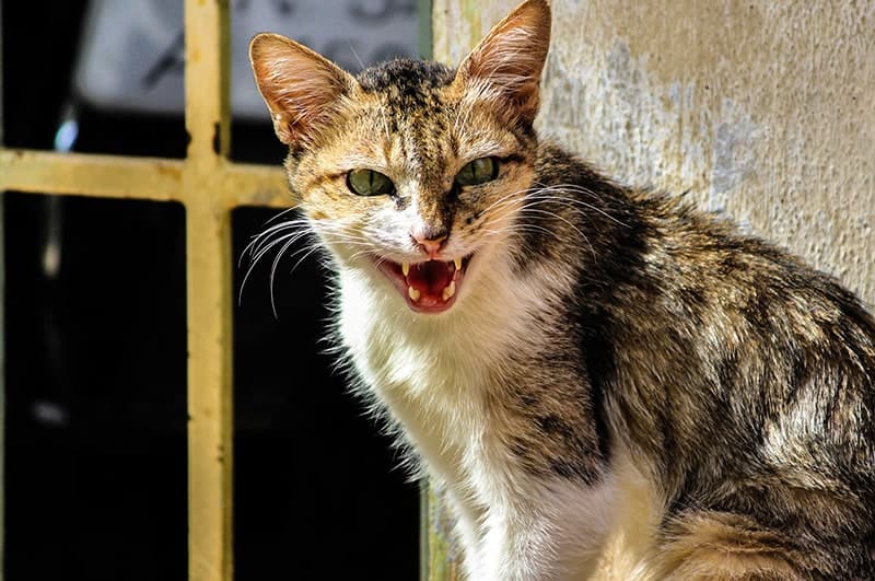 Đến thủ đô “tiểu hổ” phía Bắc, mỗi ngày có hàng nghìn con mèo trên mâm: Bữa cơm không có thịt mèo thì không sang trọng lắm - Hình 9