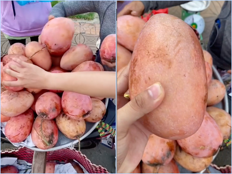 Dân mạng thích thú trước cây xoài quả tím, tưởng giống xoài hiếm nhưng bất ngờ khi biết giá- Ảnh 4. Dân mạng thích thú trước cây xoài quả tím, tưởng giống xoài hiếm nhưng bất ngờ khi biết giá- Ảnh 4.