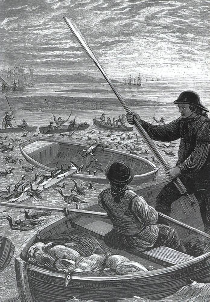 Tại sao loài chim cánh cụt khổng lồ được tìm thấy trên khắp Bắc Cực lại bị tuyệt chủng hơn 100 năm trước?- Ảnh 3. Tại sao loài chim cánh cụt khổng lồ được tìm thấy trên khắp Bắc Cực lại bị tuyệt chủng hơn 100 năm trước?- Ảnh 3.