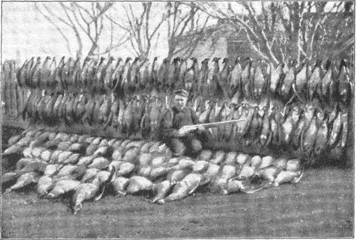 Tại sao loài chim cánh cụt khổng lồ được tìm thấy trên khắp Bắc Cực lại bị tuyệt chủng hơn 100 năm trước?- Ảnh 6. Tại sao loài chim cánh cụt khổng lồ được tìm thấy trên khắp Bắc Cực lại bị tuyệt chủng hơn 100 năm trước?- Ảnh 6.