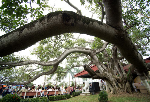 Kỳ lạ cây đa cổ thụ 13 gốc lớn nhất Việt Nam: Tuổi đời hơn 300 năm, tán rộng bao trùm cả nghìn mét vuông - Ảnh 2.