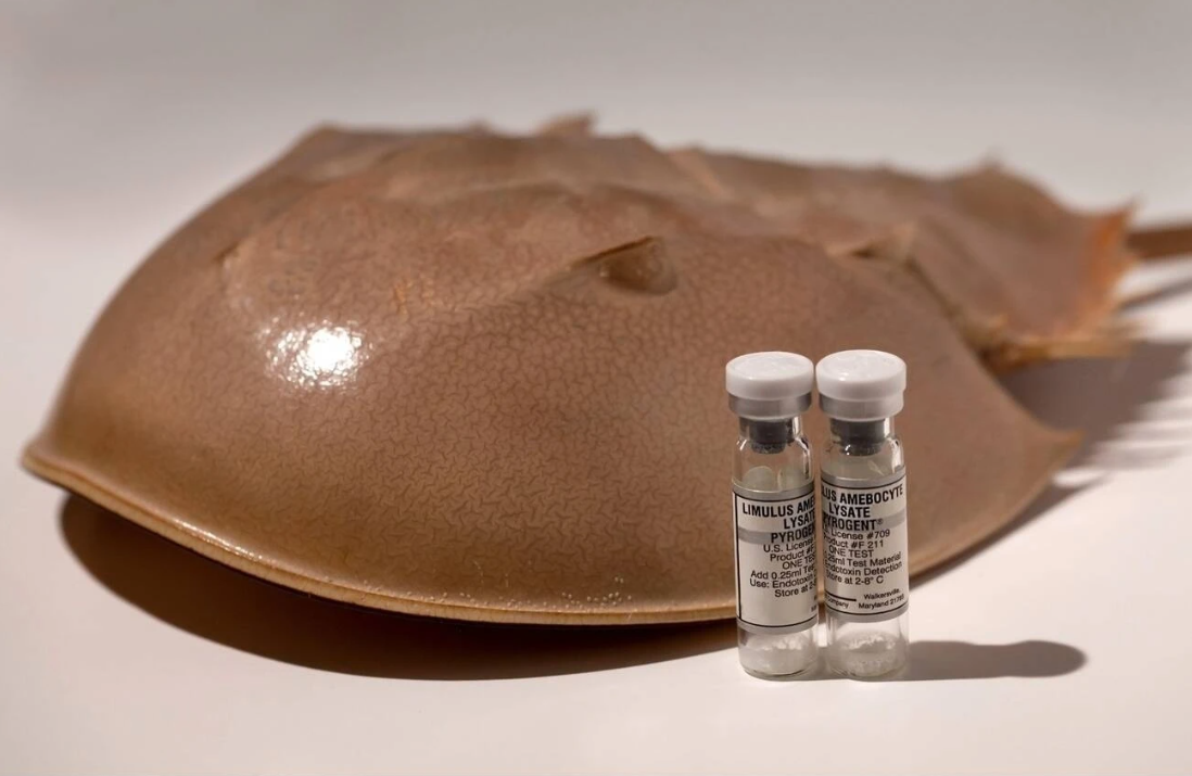 Giải mã máu của loài động vật đắt đỏ nhất thế giới: Màu xanh kỳ dị, ẩn chứa khả năng vô hiệu hóa vi khuẩn, mỗi lít trị giá hơn 500 triệu đồng- Ảnh 4. Giải mã máu của loài động vật đắt đỏ nhất thế giới: Màu xanh kỳ dị, ẩn chứa khả năng vô hiệu hóa vi khuẩn, mỗi lít trị giá hơn 500 triệu đồng- Ảnh 4.