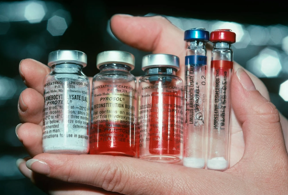 Giải mã máu của loài động vật đắt đỏ nhất thế giới: Màu xanh kỳ dị, ẩn chứa khả năng vô hiệu hóa vi khuẩn, mỗi lít trị giá hơn 500 triệu đồng- Ảnh 2. Giải mã máu của loài động vật đắt đỏ nhất thế giới: Màu xanh kỳ dị, ẩn chứa khả năng vô hiệu hóa vi khuẩn, mỗi lít trị giá hơn 500 triệu đồng- Ảnh 2.
