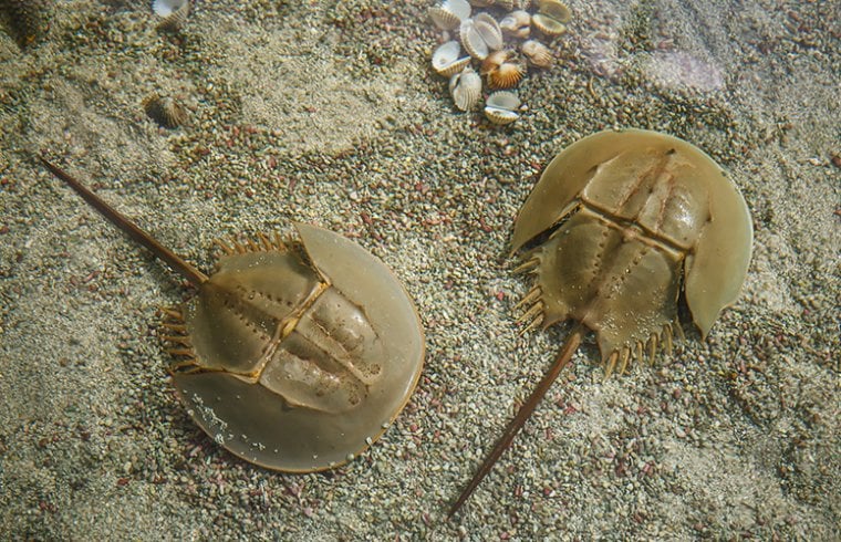 Giải mã máu của loài động vật đắt đỏ nhất thế giới: Màu xanh kỳ dị, ẩn chứa khả năng vô hiệu hóa vi khuẩn, mỗi lít trị giá hơn 500 triệu đồng- Ảnh 1. Giải mã máu của loài động vật đắt đỏ nhất thế giới: Màu xanh kỳ dị, ẩn chứa khả năng vô hiệu hóa vi khuẩn, mỗi lít trị giá hơn 500 triệu đồng- Ảnh 1.