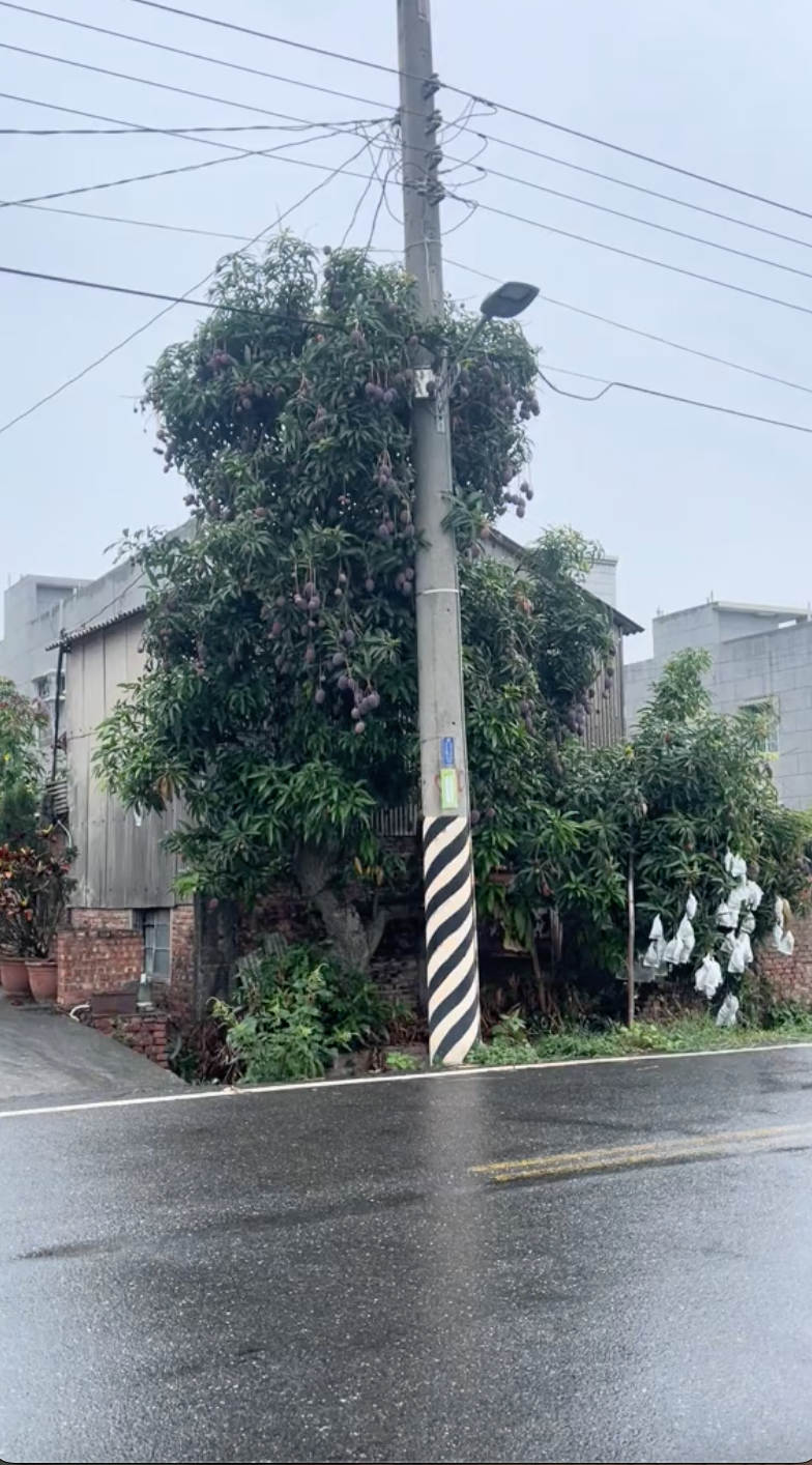 Dân mạng thích thú trước cây xoài quả tím, tưởng giống xoài hiếm nhưng bất ngờ khi biết giá- Ảnh 1. Dân mạng thích thú trước cây xoài quả tím, tưởng giống xoài hiếm nhưng bất ngờ khi biết giá- Ảnh 1.