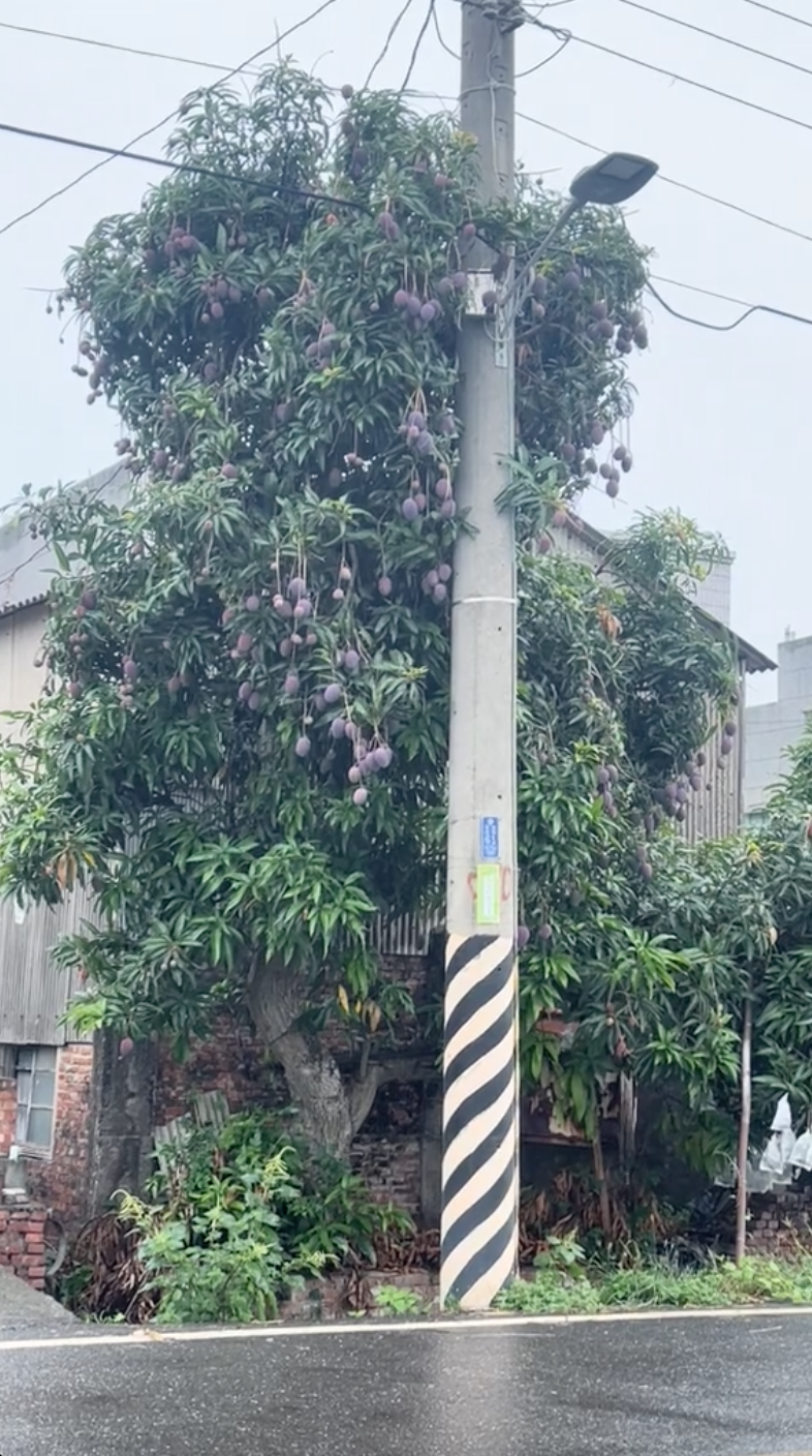 Dân mạng thích thú trước cây xoài quả tím, tưởng giống xoài hiếm nhưng bất ngờ khi biết giá- Ảnh 2. Dân mạng thích thú trước cây xoài quả tím, tưởng giống xoài hiếm nhưng bất ngờ khi biết giá- Ảnh 2.