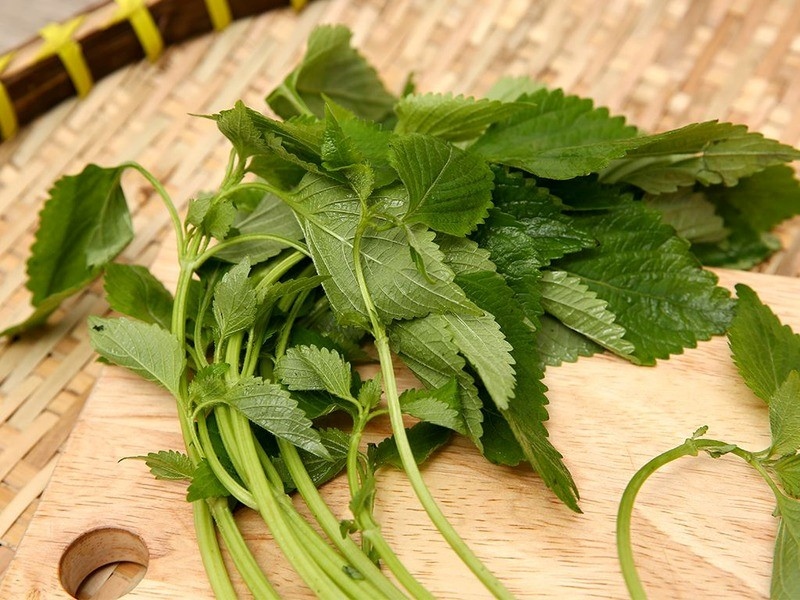 Loại rau thơm đặc trưng cho ẩm thực Việt lại là “thảo dược vàng” cho sức khỏe- Ảnh 2.
