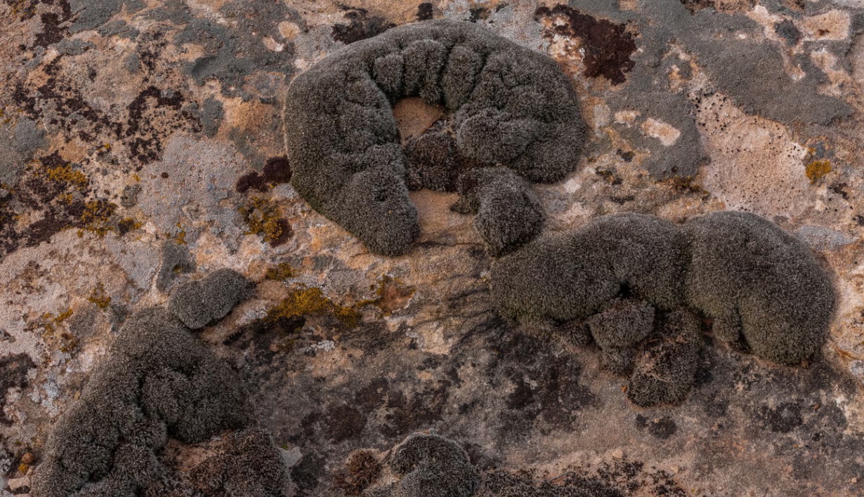 Các nhà khoa học phát hiện rêu sa mạc có thể sống sót trên sao Hỏa- Ảnh 2.