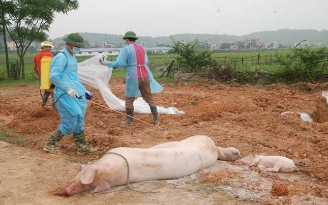 Tiêm vắc xin, lợn vẫn nhiễm dịch tả châu Phi, Cục Thú y nói gì?- Ảnh 1.