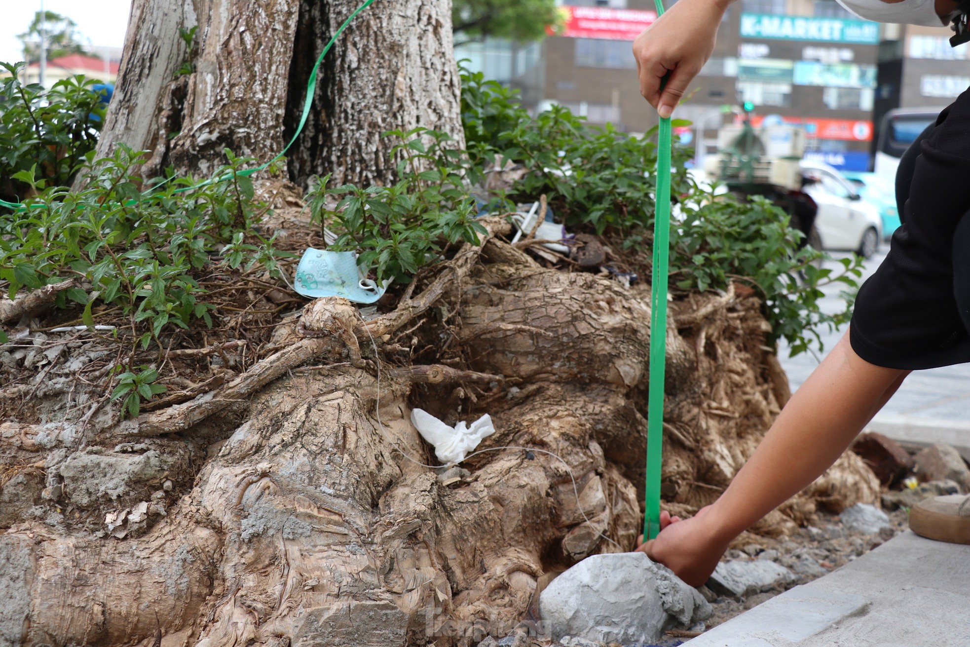 Hàng loạt cây xanh 'thoi thóp' sau cải tạo vỉa hè tại Hà Nội- Ảnh 6.