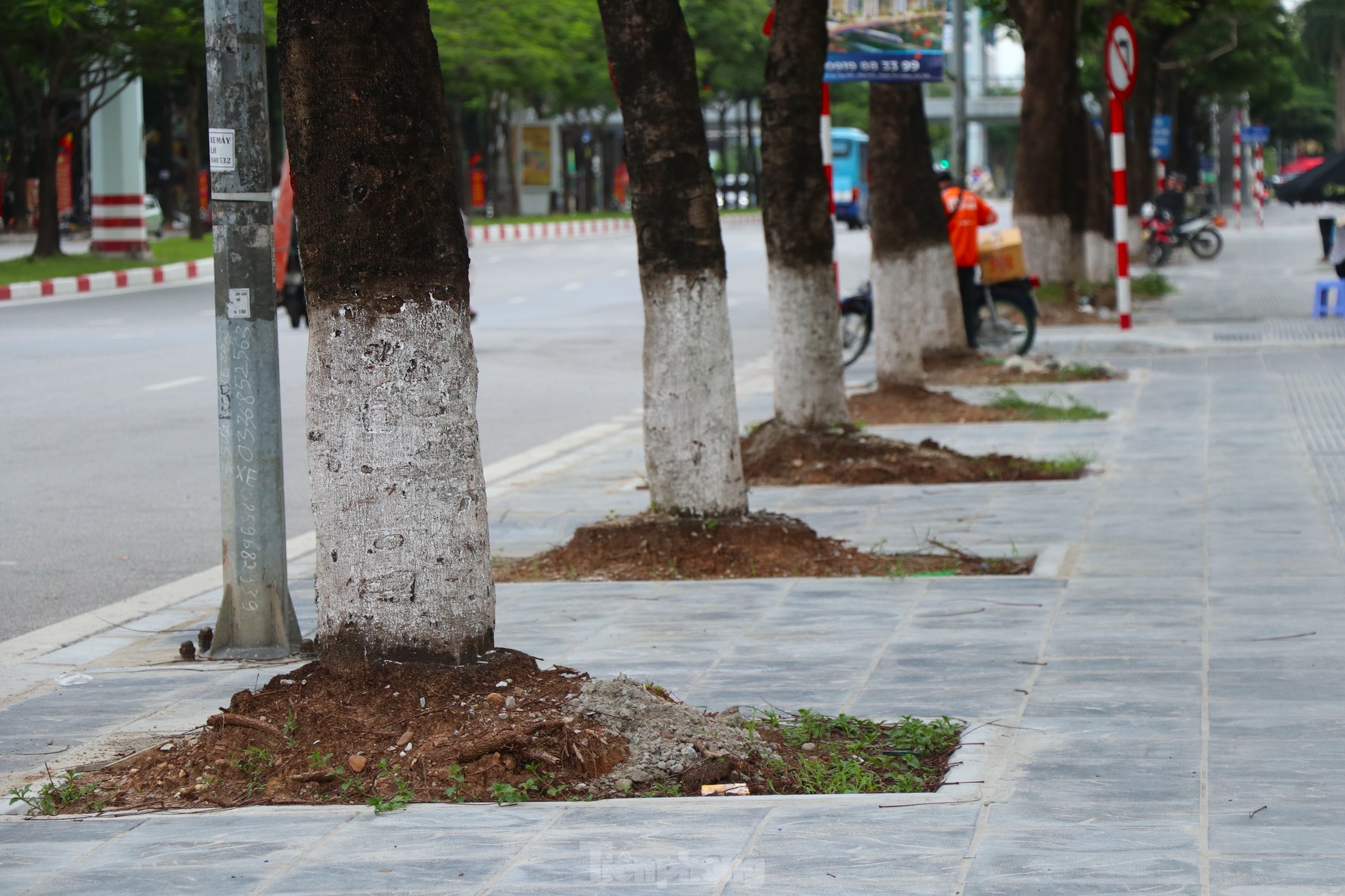 Hàng loạt cây xanh 'thoi thóp' sau cải tạo vỉa hè tại Hà Nội- Ảnh 5.