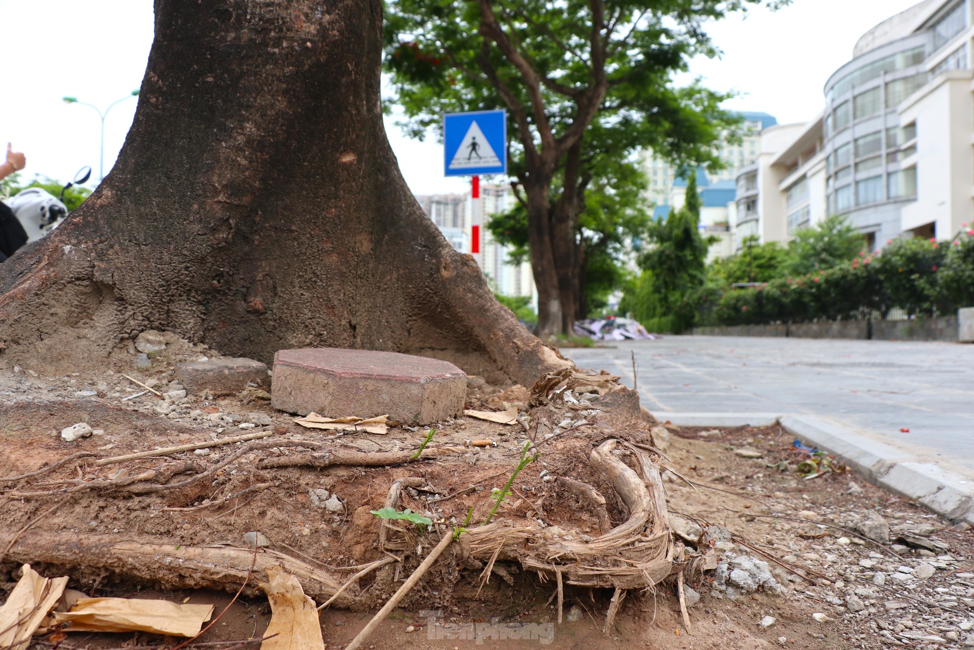 Hàng loạt cây xanh 'thoi thóp' sau cải tạo vỉa hè tại Hà Nội- Ảnh 1.