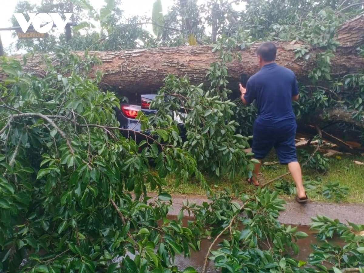 Cây cổ thụ bị gió mạnh quật đổ đè bẹp ô tô đỗ bên đường- Ảnh 2.