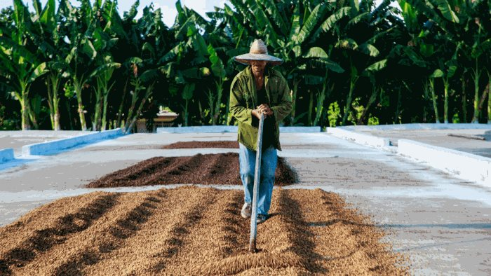 Loại hạt Việt Nam sản xuất lớn nhất thế giới đang gặp nguy - giá lên đỉnh 13 năm, dự đoán sẽ còn tiếp tục tăng phi mã- Ảnh 1.