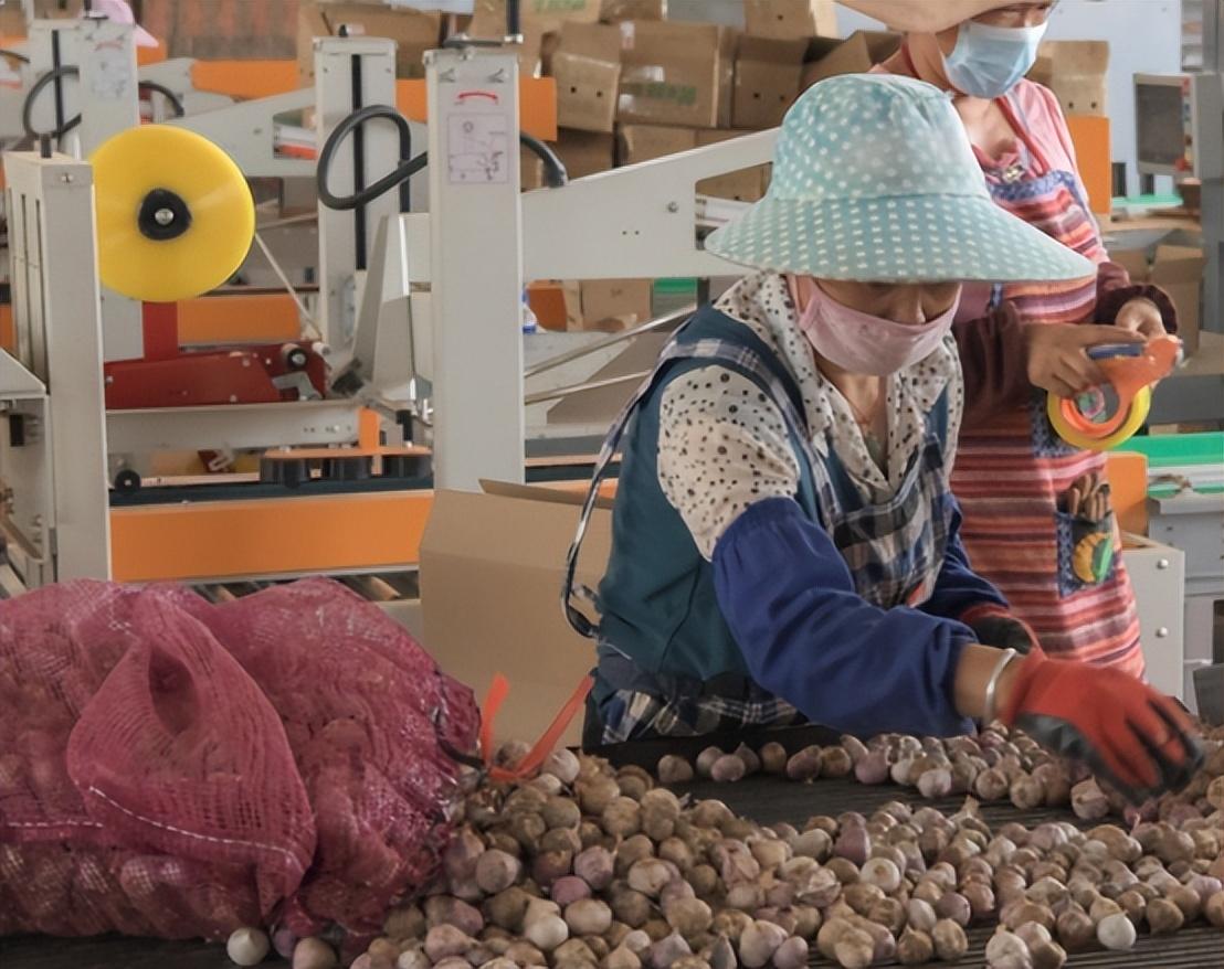 "Tại sao tỏi đặt ở siêu thị lâu ngày không sao nhưng mua về nhà lại nảy mầm ồ ạt sau vài hôm?": Hóa ra lý do là đây- Ảnh 3.