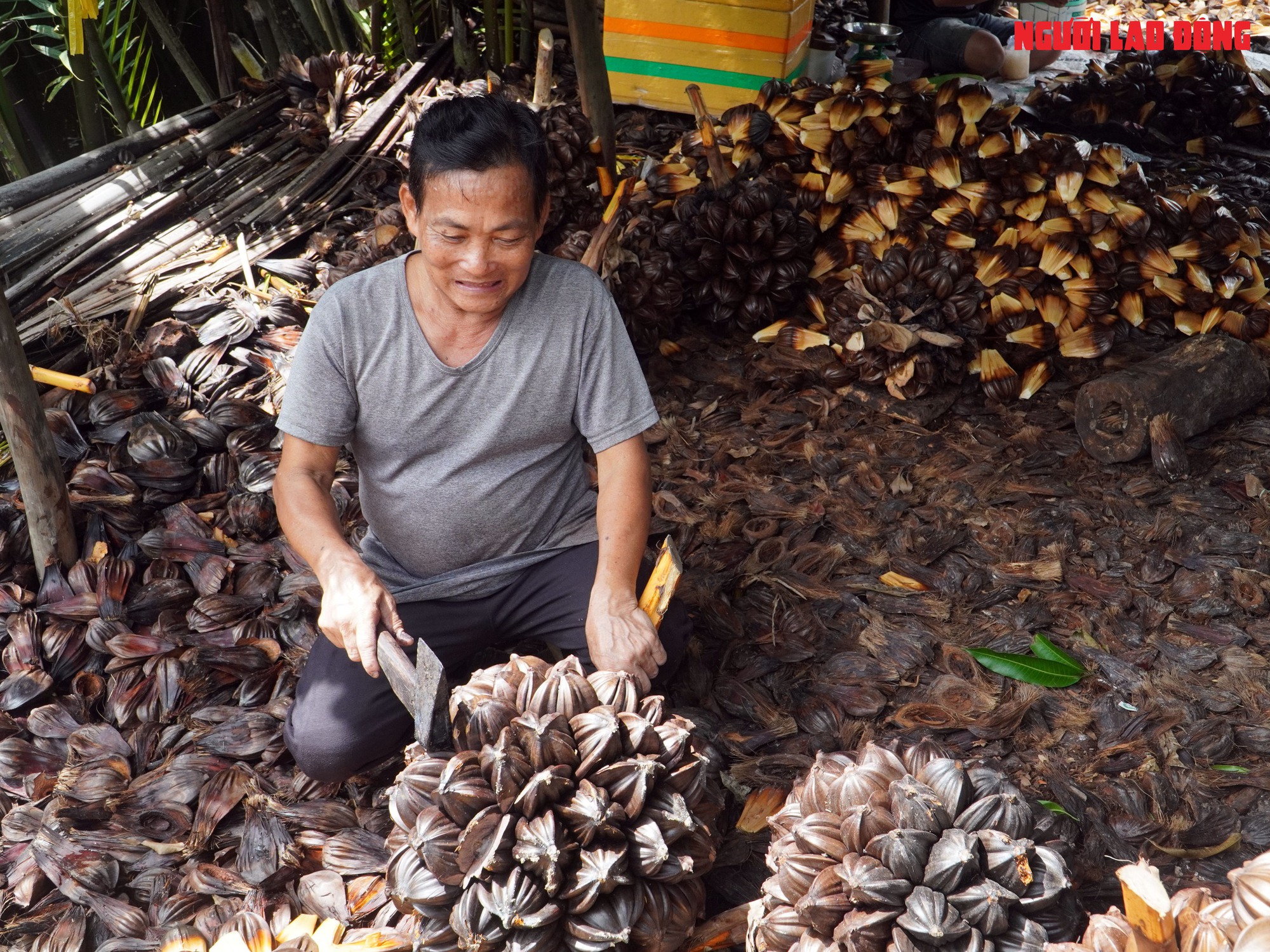 Loại trái từng bỏ đi, giờ đem về tiền triệu cho người miền Tây- Ảnh 11.