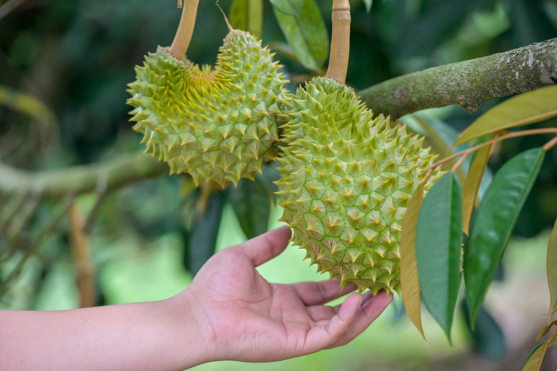 Trồng loại cây "bán giá nào cũng lãi" giống bầu Đức nhưng Trung Quốc vẫn chưa thành công: sản lượng ít, không vị, giá bán lại đắt đỏ- Ảnh 1.