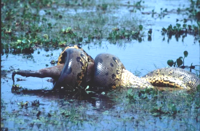 Bộ ảnh kinh ngạc về loài trăn Anaconda lớn nhất thế giới tìm thấy ở Nam Mỹ- Ảnh 6.