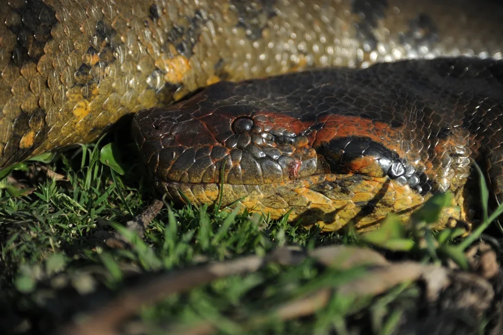 Bộ ảnh kinh ngạc về loài trăn Anaconda lớn nhất thế giới tìm thấy ở Nam Mỹ- Ảnh 1.