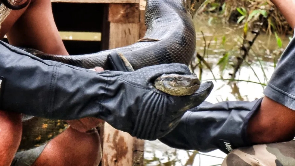 Bộ ảnh kinh ngạc về loài trăn Anaconda lớn nhất thế giới tìm thấy ở Nam Mỹ- Ảnh 10.