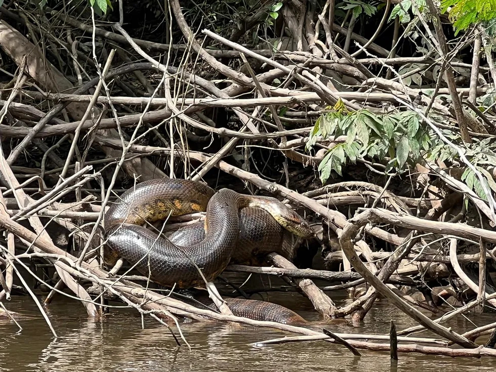 Bộ ảnh kinh ngạc về loài trăn Anaconda lớn nhất thế giới tìm thấy ở Nam Mỹ- Ảnh 2.