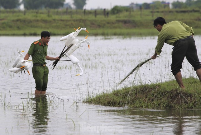 Hàng triệu cá thể chim hoang dã bị săn bắt mỗi năm- Ảnh 3.