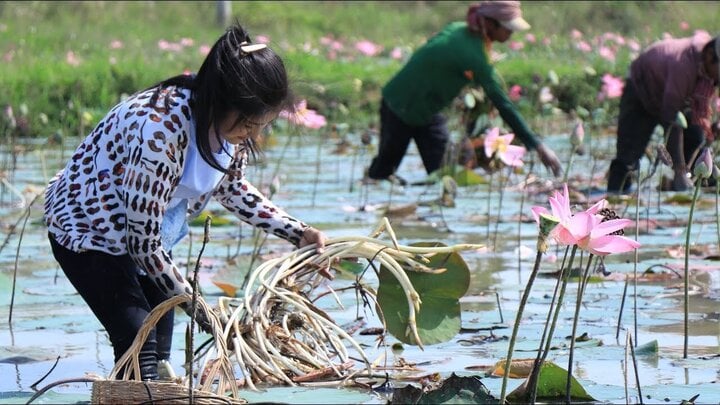 Ngó sen là bộ phận nào của cây sen?- Ảnh 1.