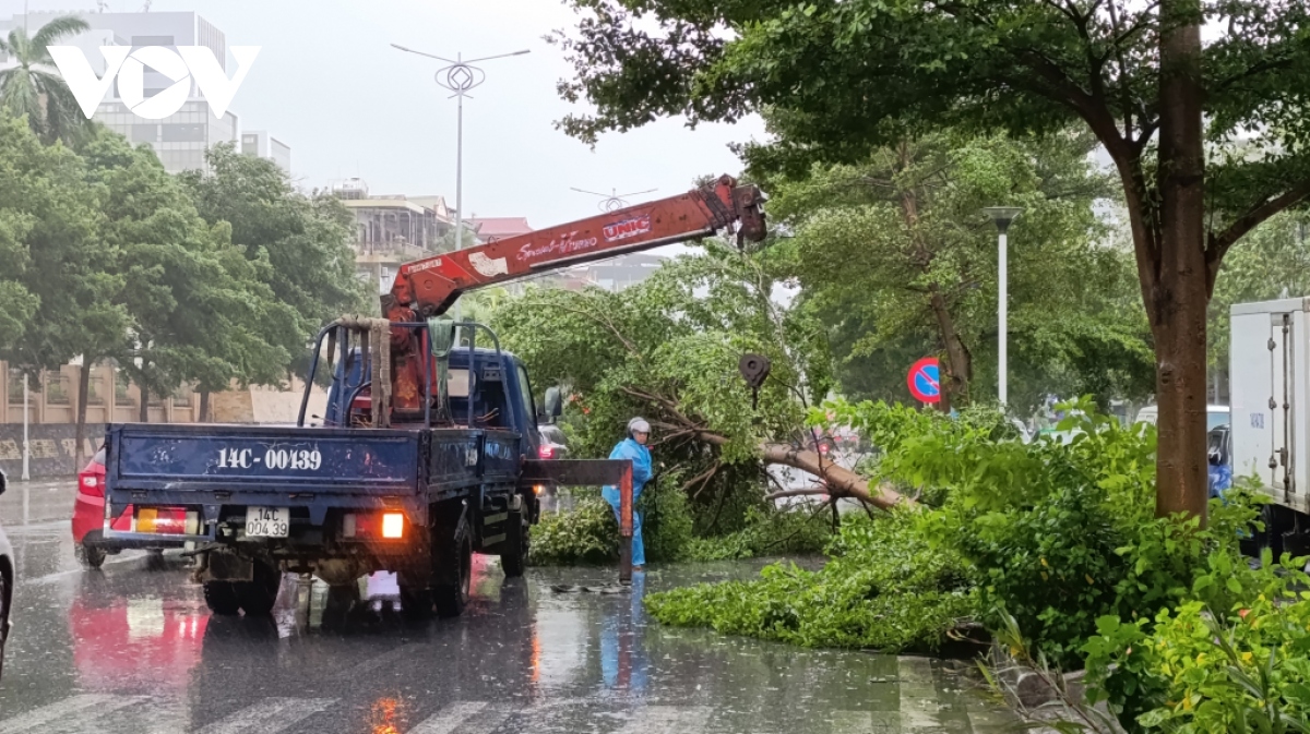 Bão số 2 làm gãy đổ nhiều cây xanh ở Quảng Ninh- Ảnh 2.