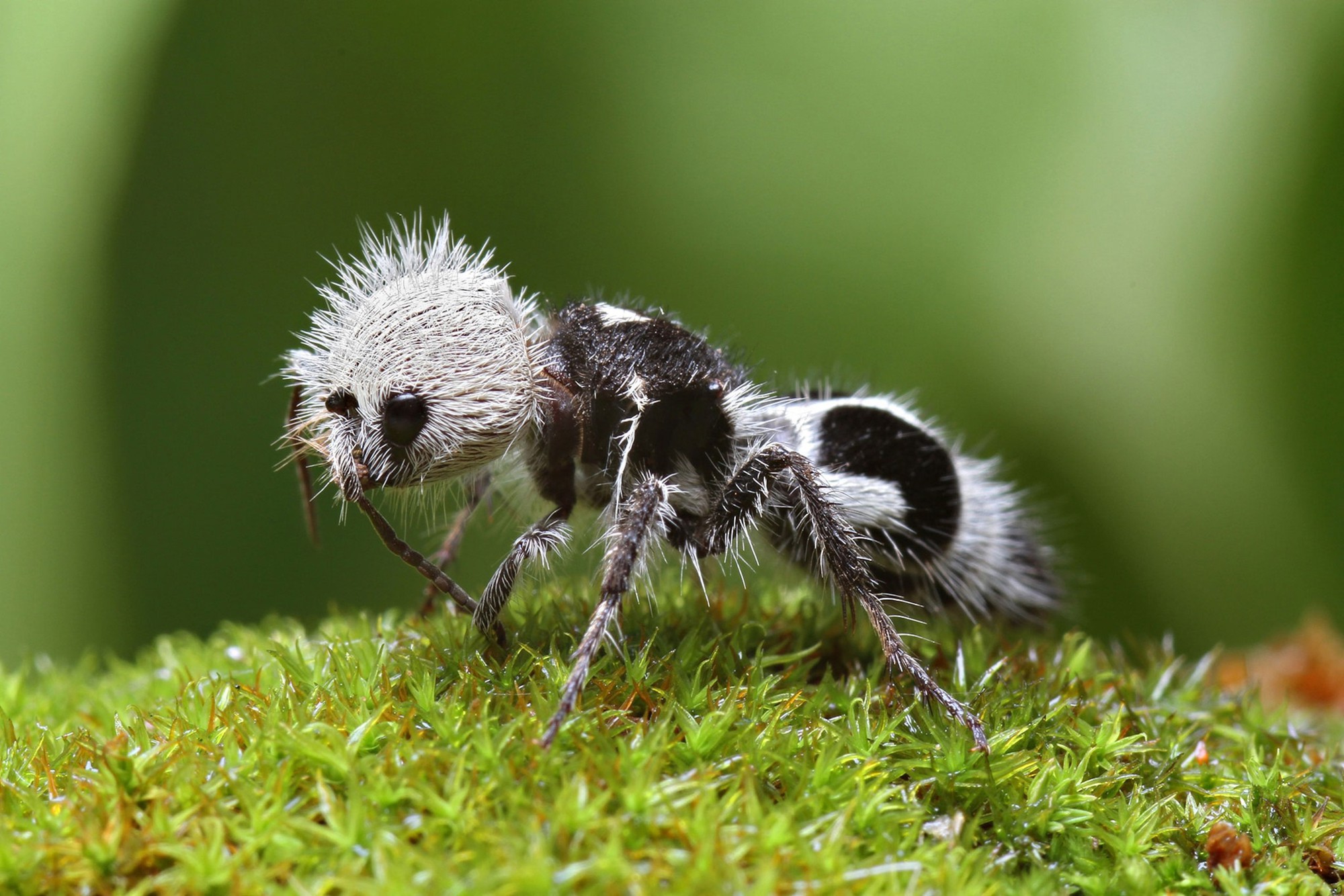 Panda ant: Dù có tên gọi là kiến, nhưng thực chất chúng lại là những con ong bắp cày- Ảnh 1.