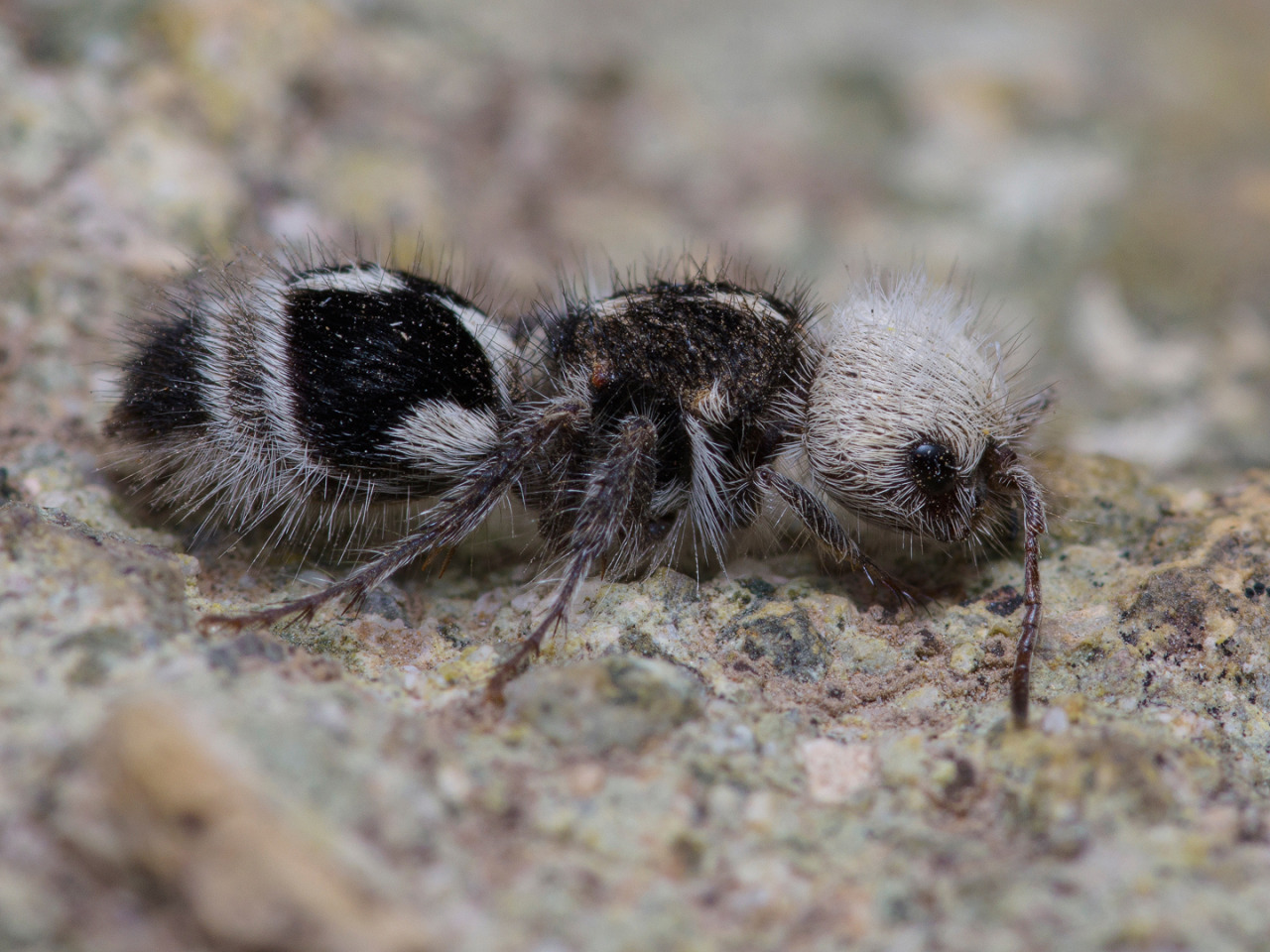 Panda ant: Dù có tên gọi là kiến, nhưng thực chất chúng lại là những con ong bắp cày- Ảnh 4.