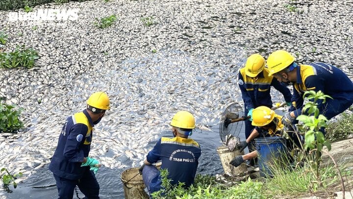 10 tấn cá chết nổi trắng hồ ở Đà Nẵng: Cơ quan chức năng nói gì?- Ảnh 1.